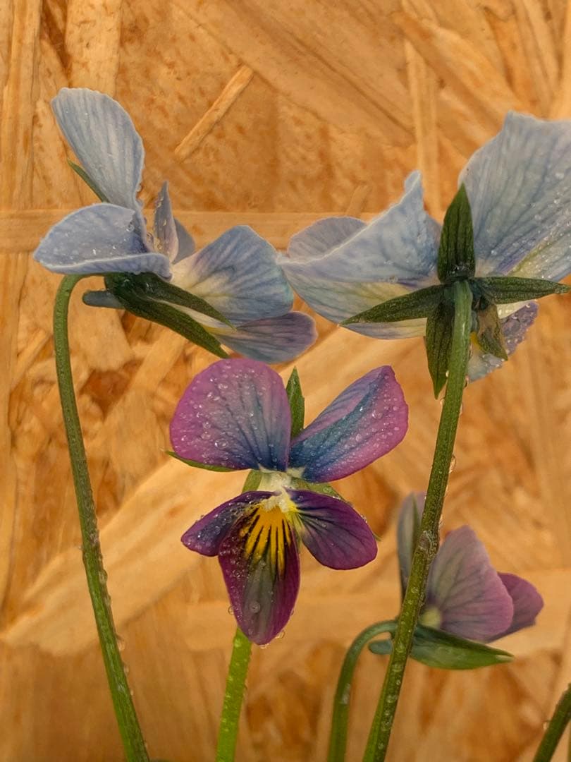 すみれ図鑑　1苗　no I