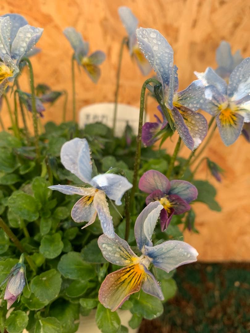 すみれ図鑑　1苗　no I