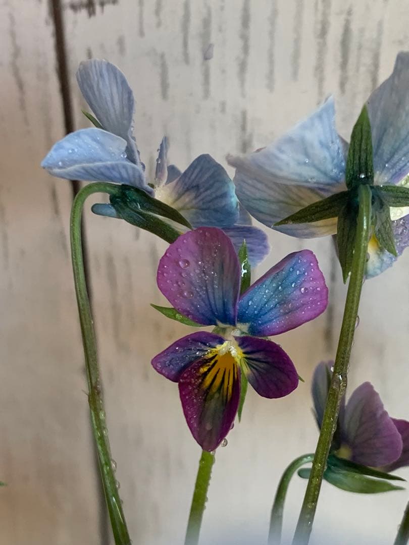 すみれ図鑑　1苗　no I