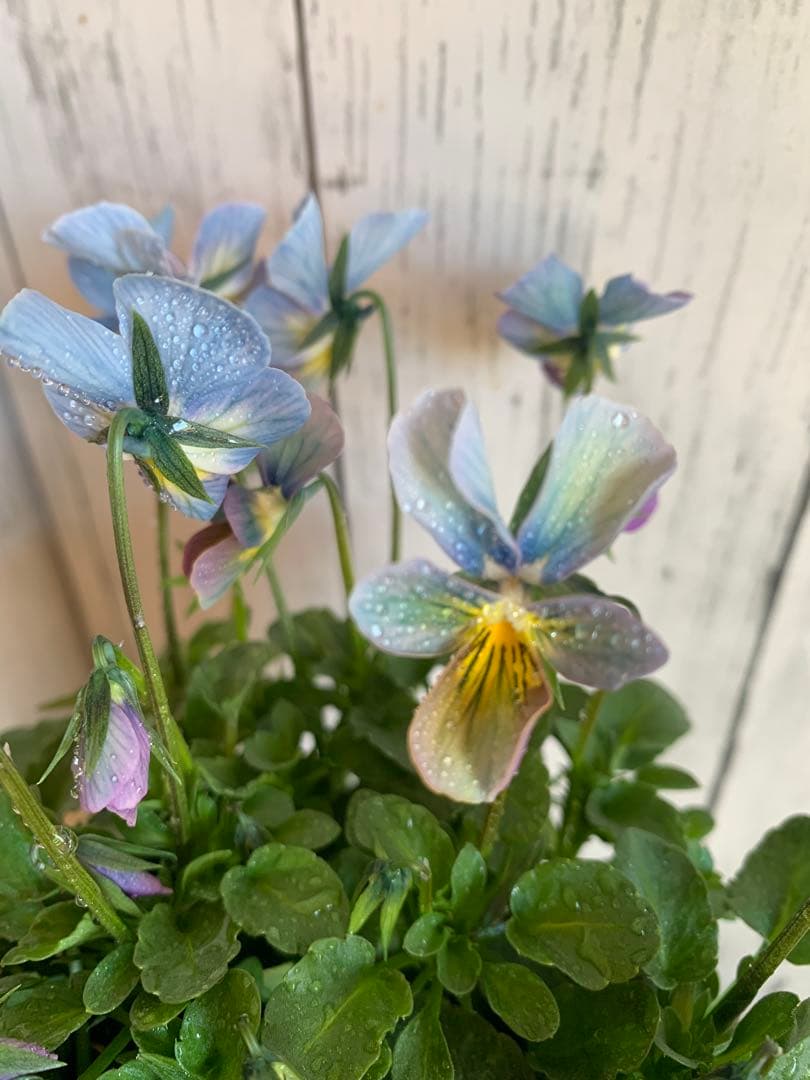 すみれ図鑑　1苗　no I