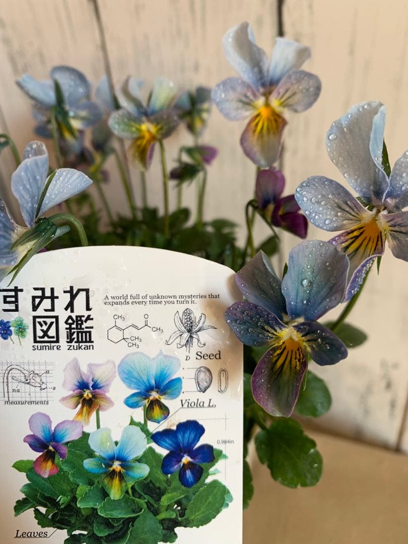 すみれ図鑑　1苗　no I