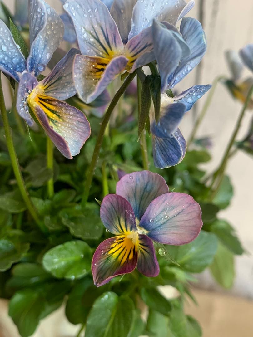 すみれ図鑑　1苗　no I