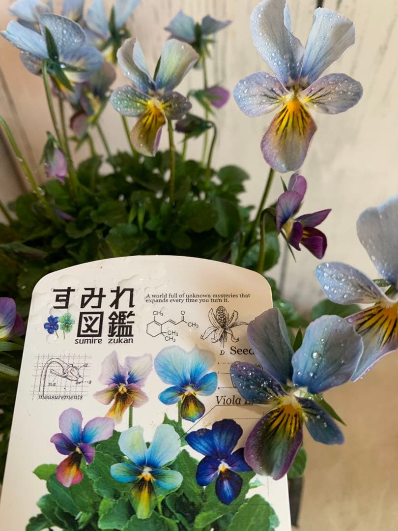 すみれ図鑑　1苗　no I