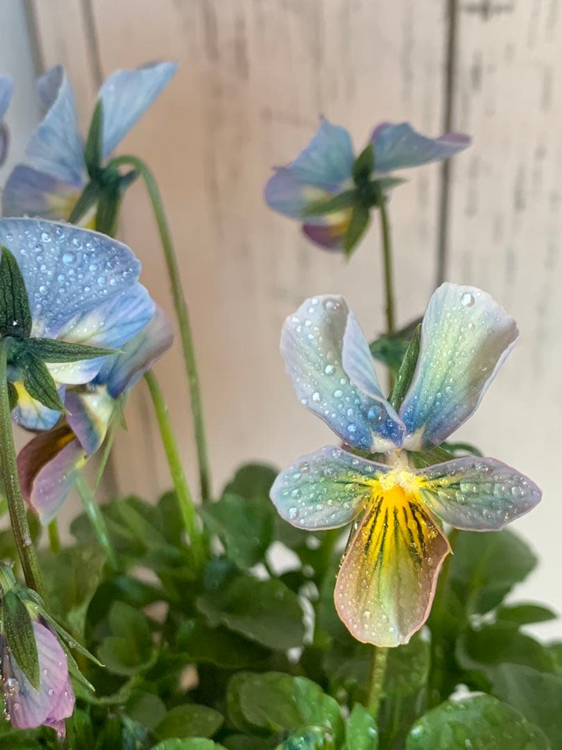 すみれ図鑑　1苗　no I