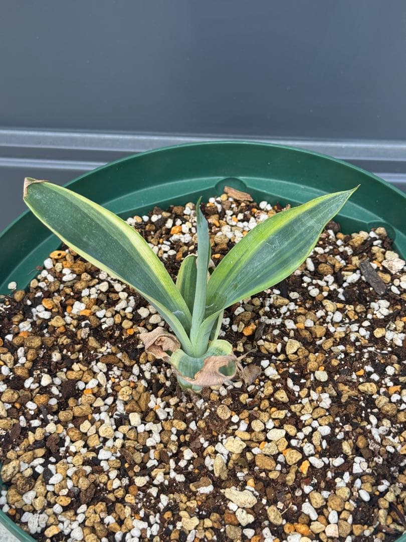 斑入　アガベ　ハンチントンブルー