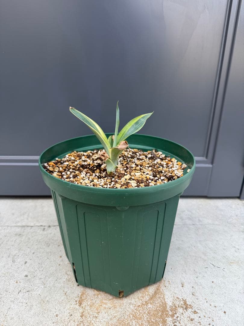 斑入　アガベ　ハンチントンブルー