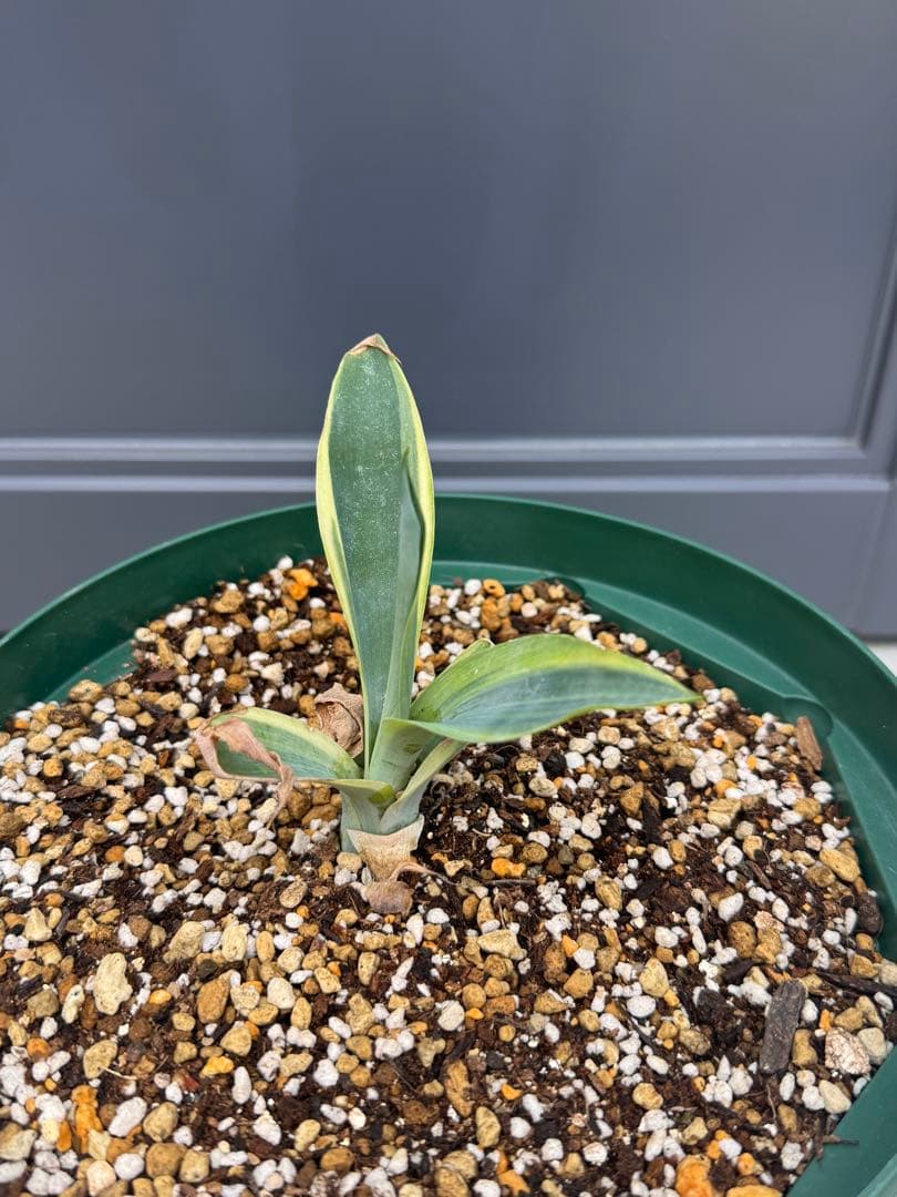 斑入　アガベ　ハンチントンブルー