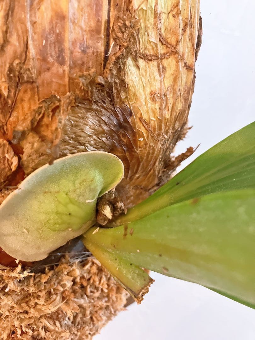 大株ビカクシダ ウィリンキーwild