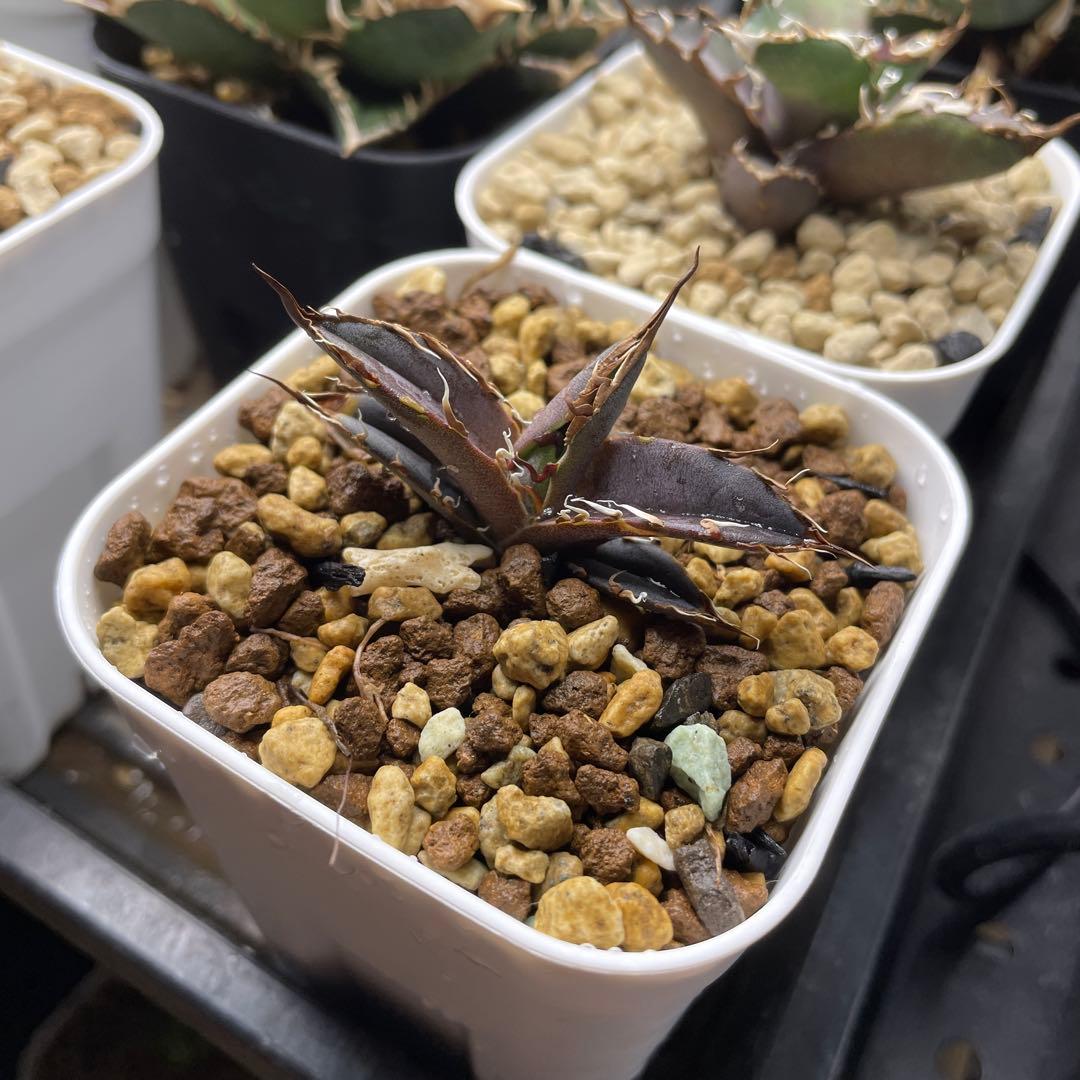 アガベ チタノタ シーザー lize産 子株 ➁ - メルカリ