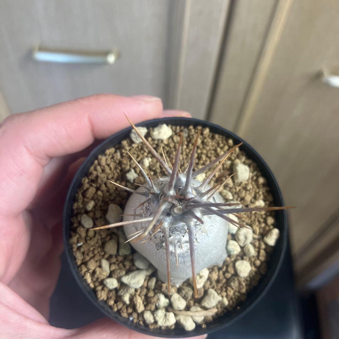 パキポディウム　レアリー　実生　 塊根植物　コーデックス