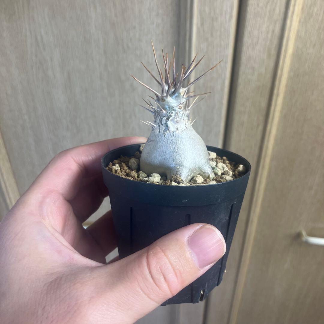 パキポディウム　レアリー　実生　 塊根植物　コーデックス