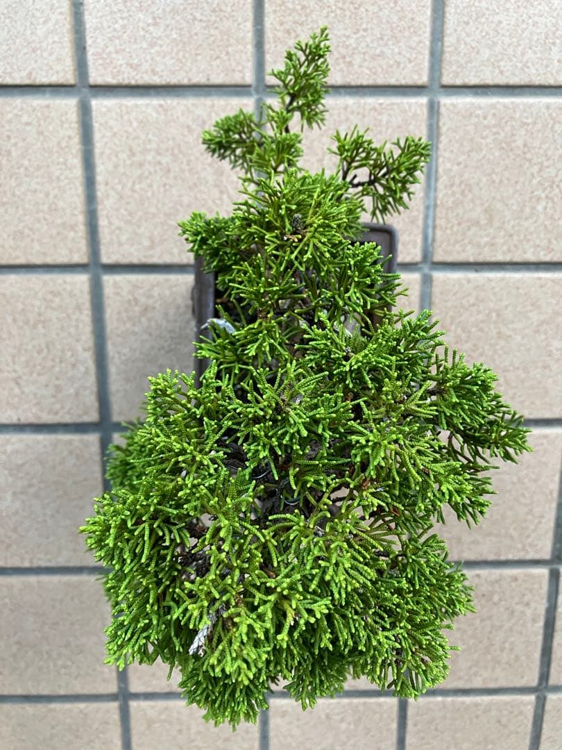 ◉超大特価！ 真柏糸魚川 超極太　極上品　究極の逸品！超お勧め品　早いもの勝ち