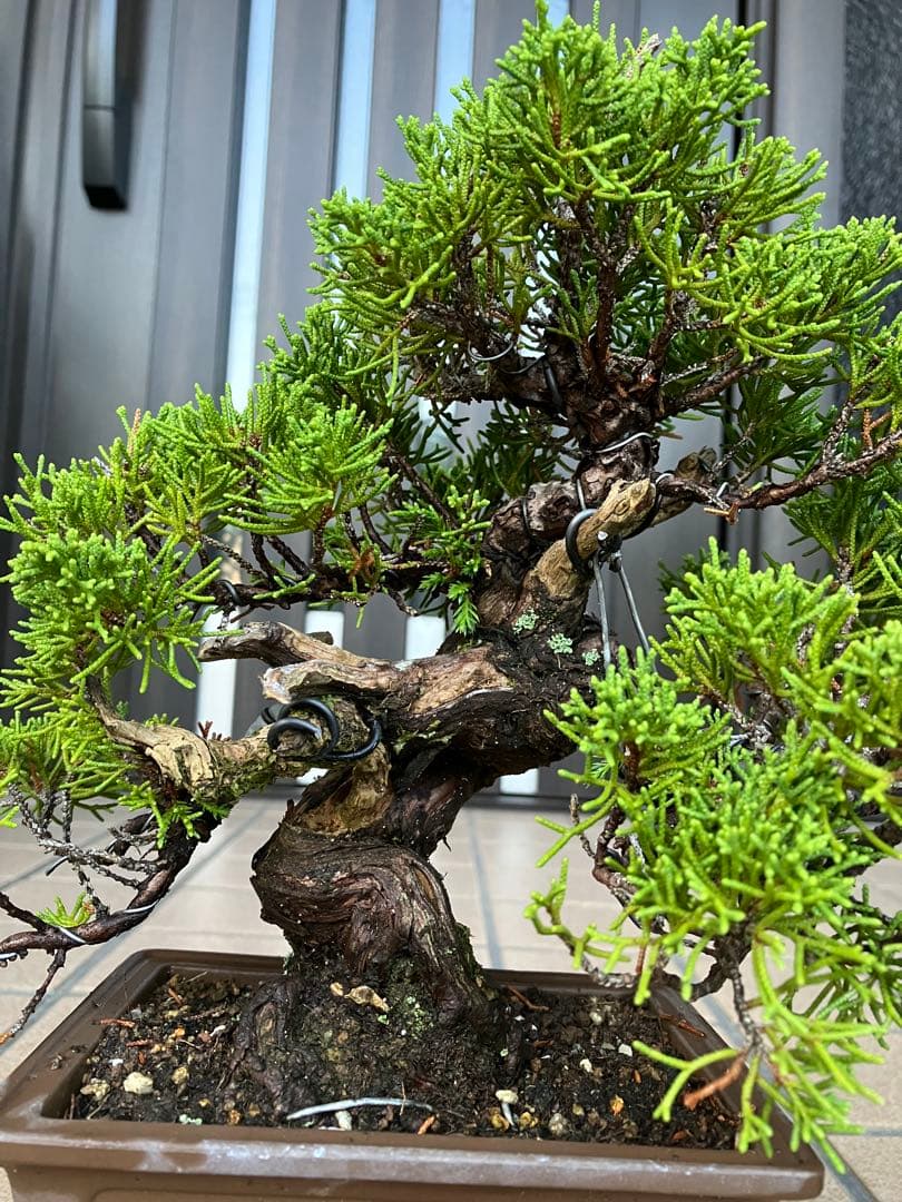 ◉超大特価！ 真柏糸魚川 超極太　極上品　究極の逸品！超お勧め品　早いもの勝ち