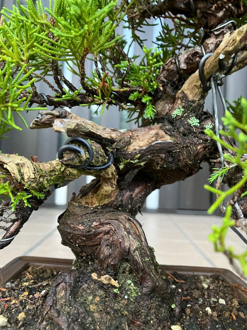 ◉超大特価！ 真柏糸魚川 超極太　極上品　究極の逸品！超お勧め品　早いもの勝ち