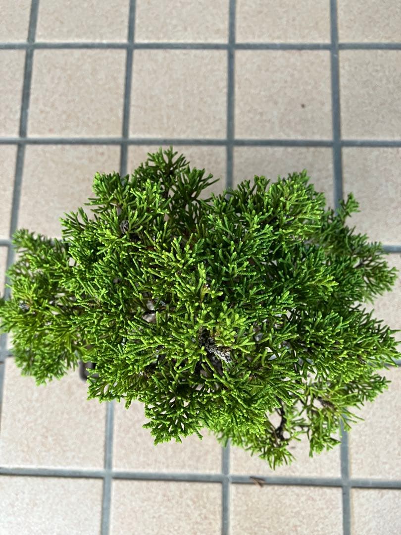 ◉超大特価！ 真柏糸魚川 超極太　極上品　究極の逸品！超お勧め品　早いもの勝ち