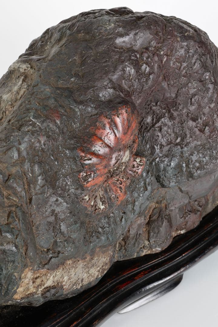 天然菊花石 大輪 赤花 台座付 19.8kg 鑑賞石 原石 水石 紋石 美石