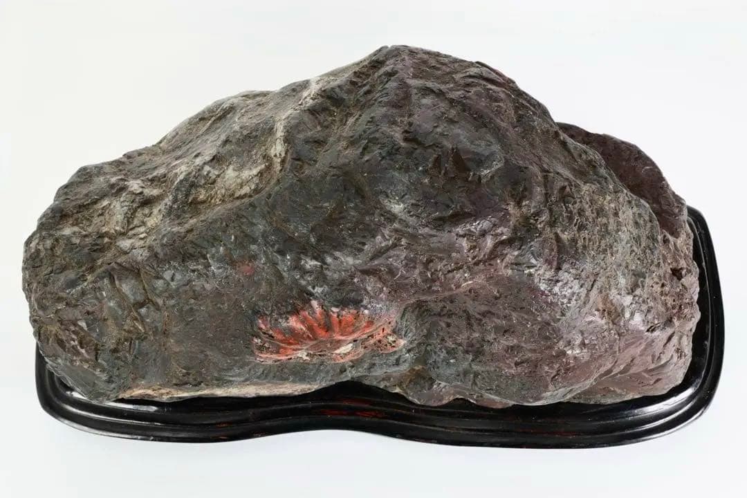 天然菊花石 大輪 赤花 台座付 19.8kg 鑑賞石 原石 水石 紋石 美石