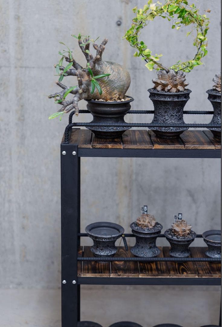 o*.様 男前インテリア　植物棚　棚　収納　国産桧　ディスプレ　多肉植物　アガベ