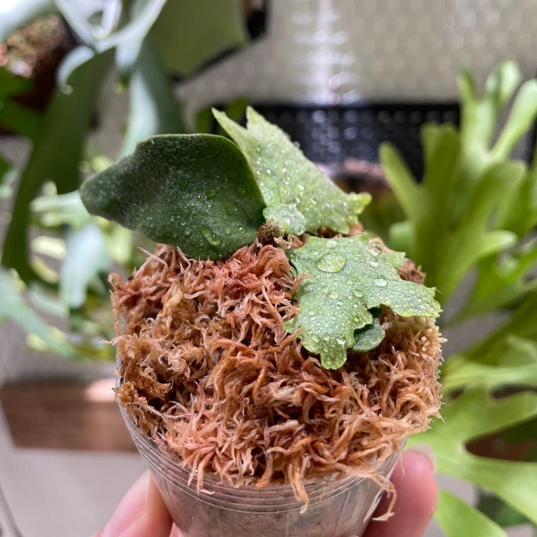 モンキーノース　石化？矮小？株