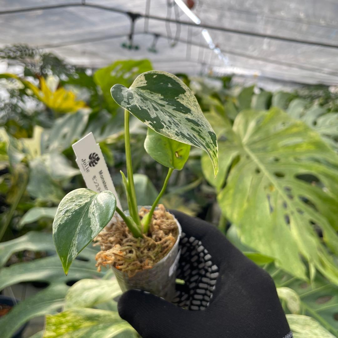 10モンステラ デリシオーサ ベトシオーサ 2寸ポリポット ネコポス発送