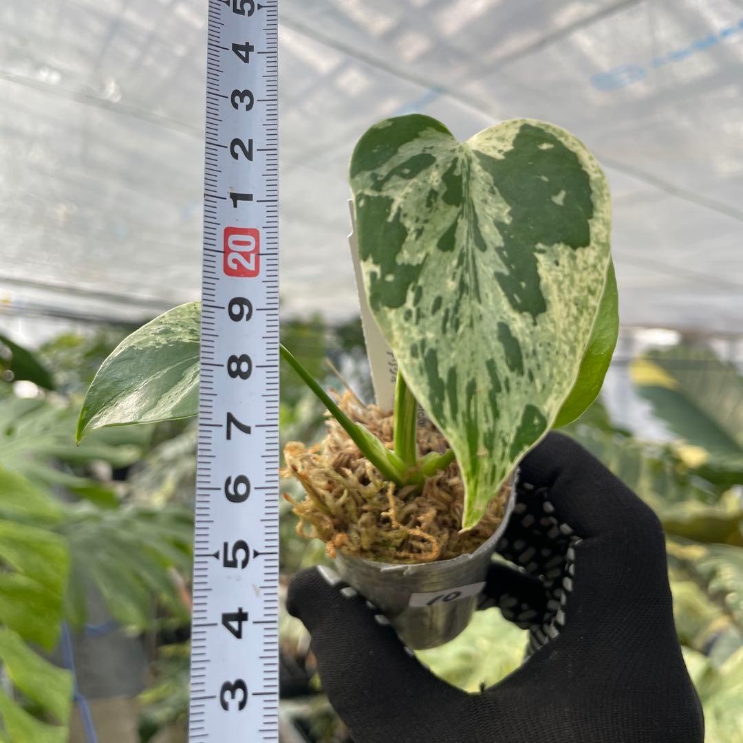 10モンステラ デリシオーサ ベトシオーサ 2寸ポリポット ネコポス発送