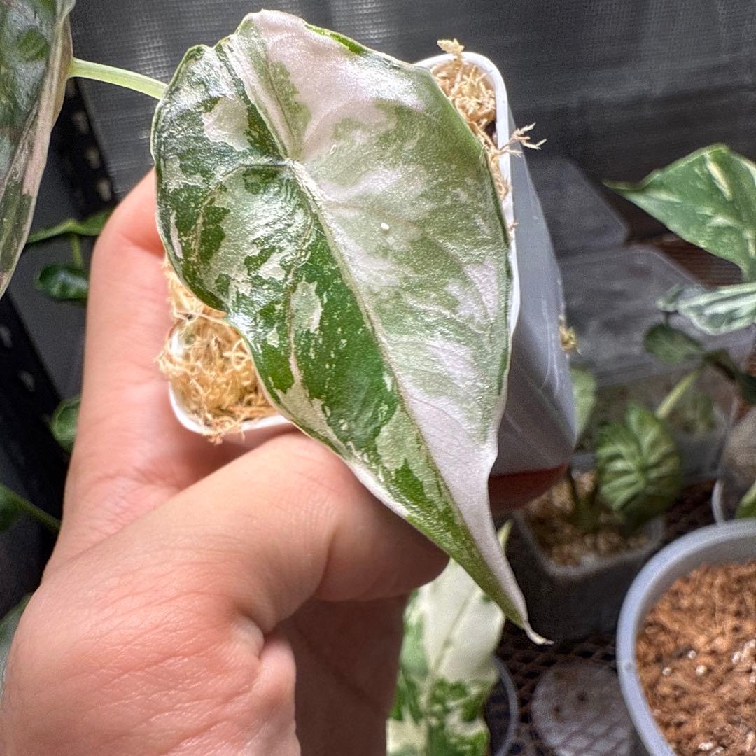 希少 アロカシア アズラニー ピンク アルボ