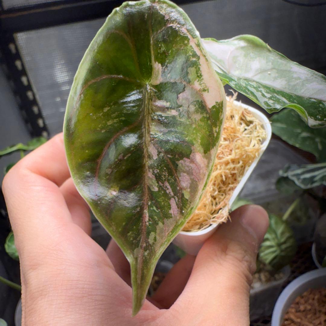 希少 アロカシア アズラニー ピンク アルボ