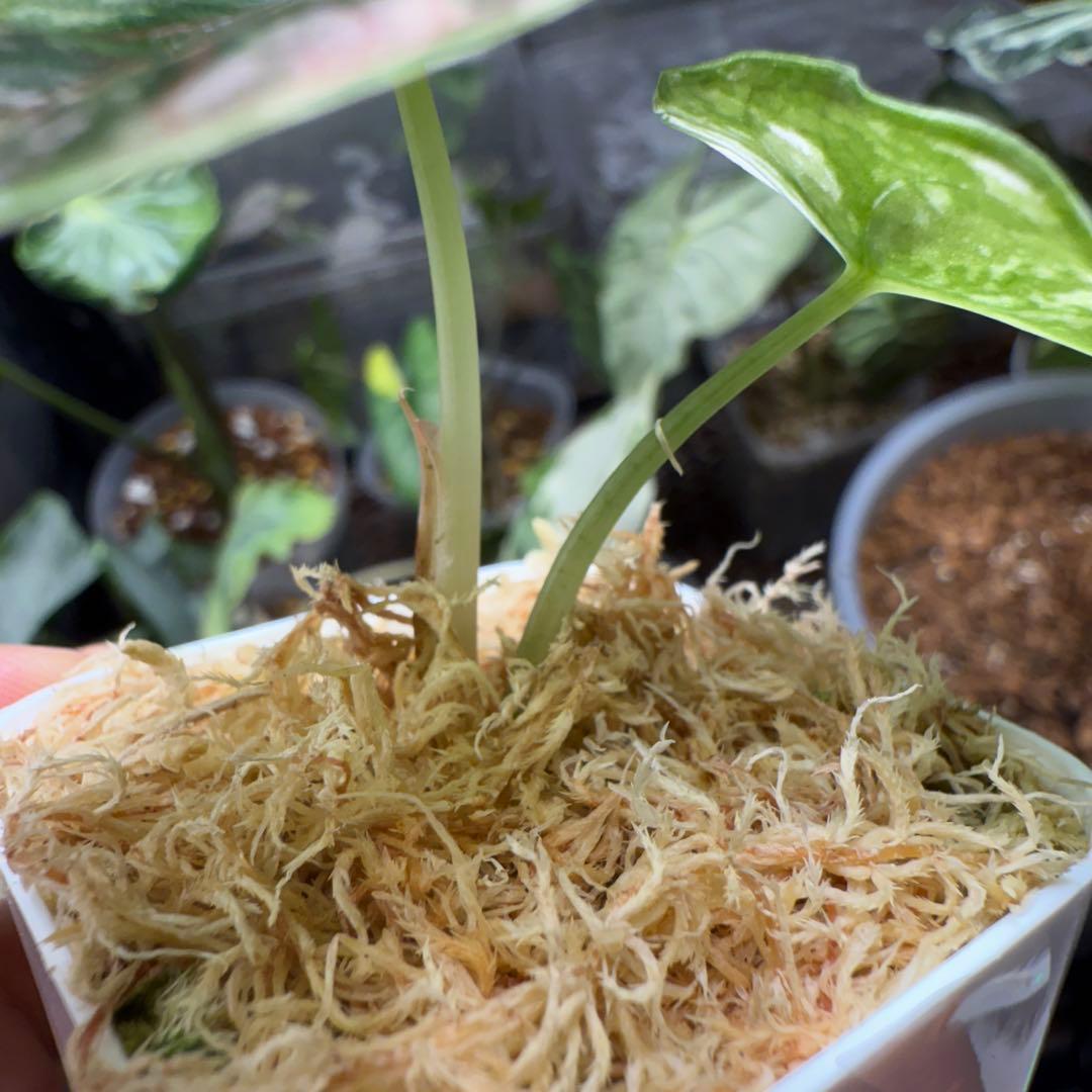 希少 アロカシア アズラニー ピンク アルボ