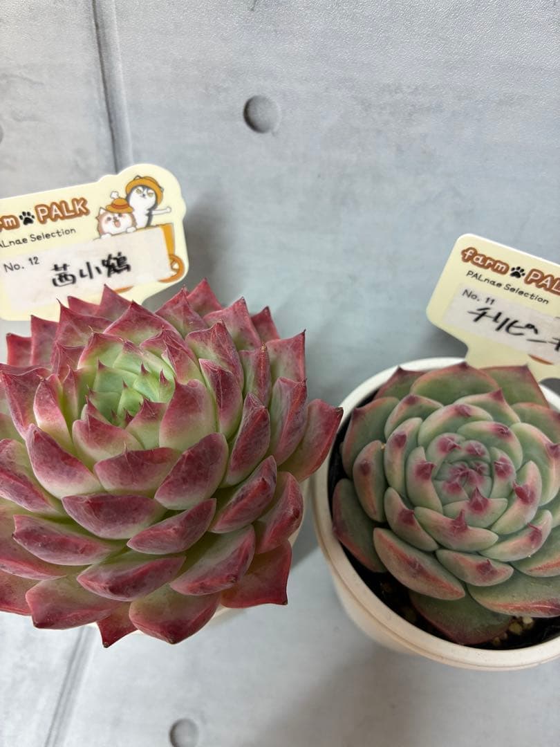 チリピンキー茜小鶴 札付きポットごとメルカリ便ファームパルクさん苗