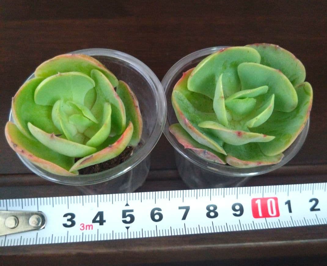 多肉植物【ピーチプリデ】2苗セット　抜き苗