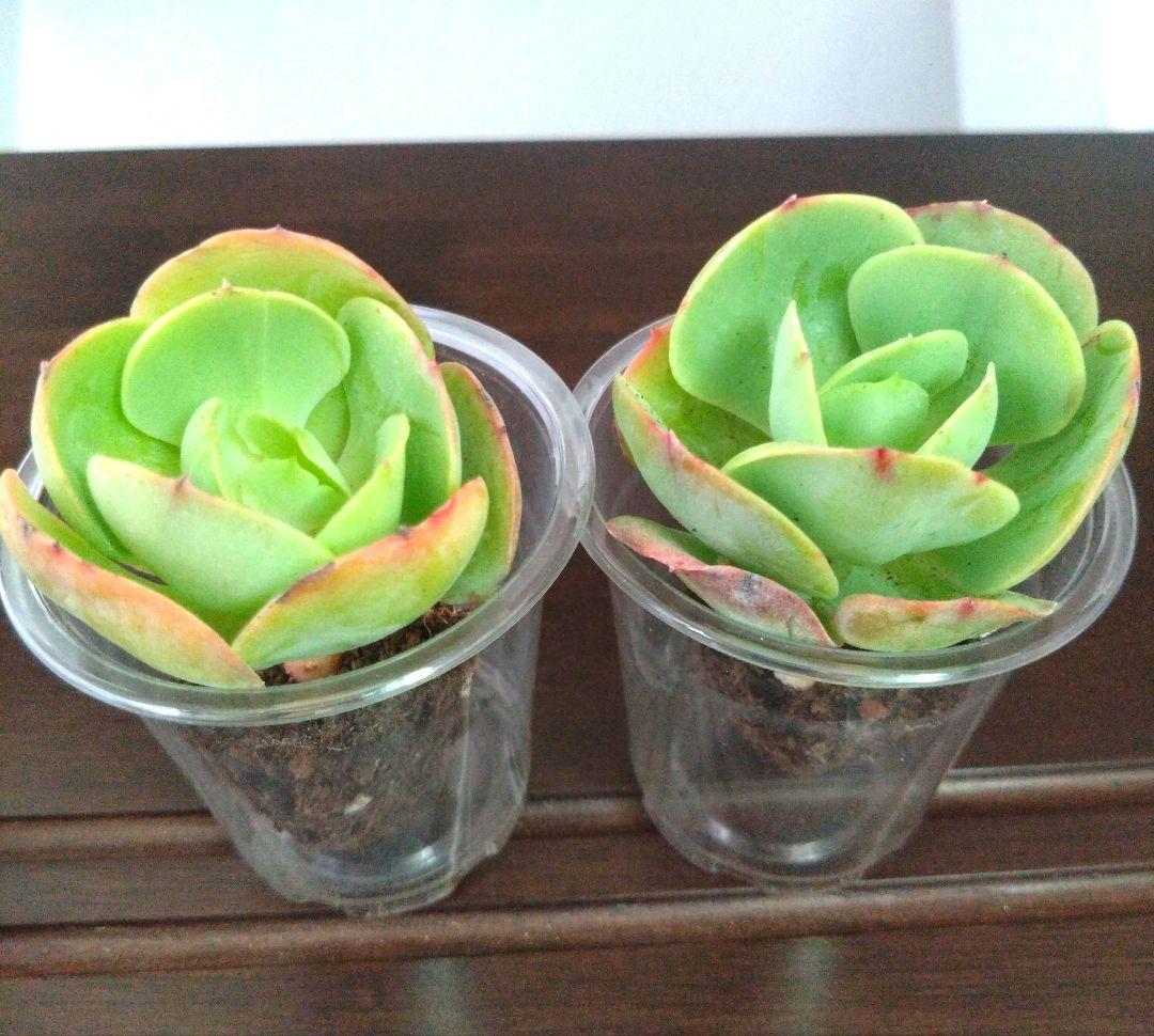 多肉植物【ピーチプリデ】2苗セット　抜き苗