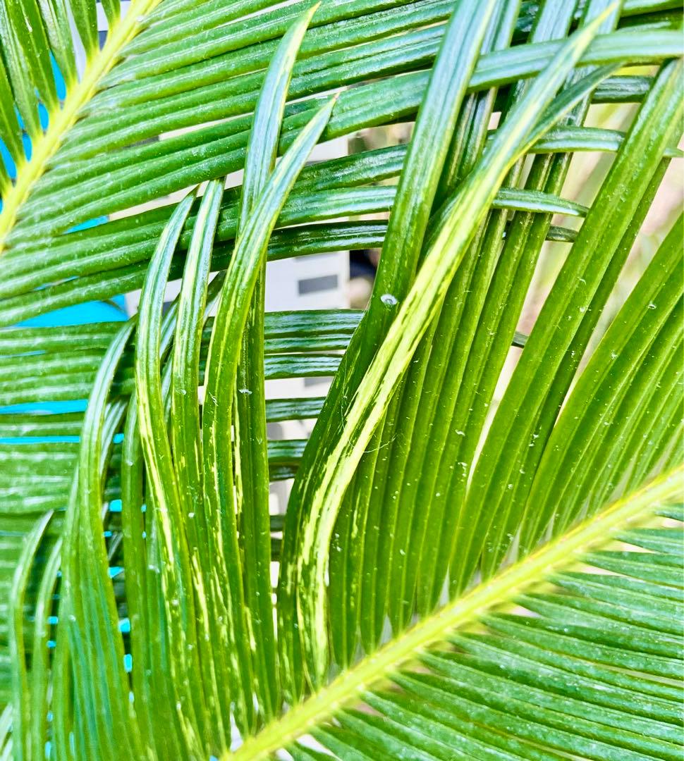 mania☺️様用　斑入りソテツ　【奄美大島】耐寒性