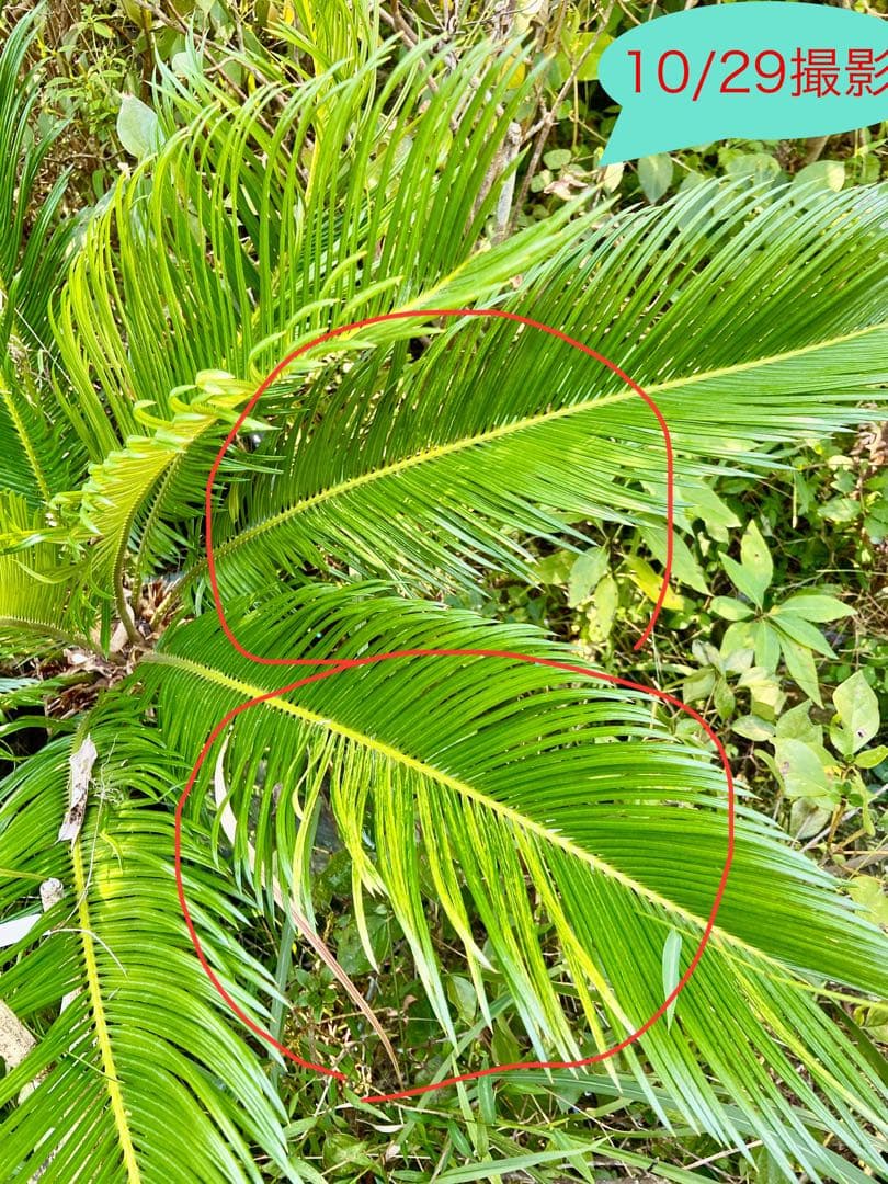 mania☺️様用　斑入りソテツ　【奄美大島】耐寒性