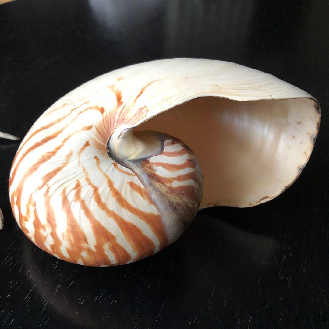 貝　貝殻　オウムガイ 16.5cm スイジガイ 23cm ／デッサン インテリア