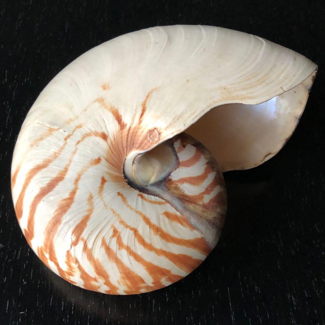 貝　貝殻　オウムガイ 16.5cm スイジガイ 23cm ／デッサン インテリア