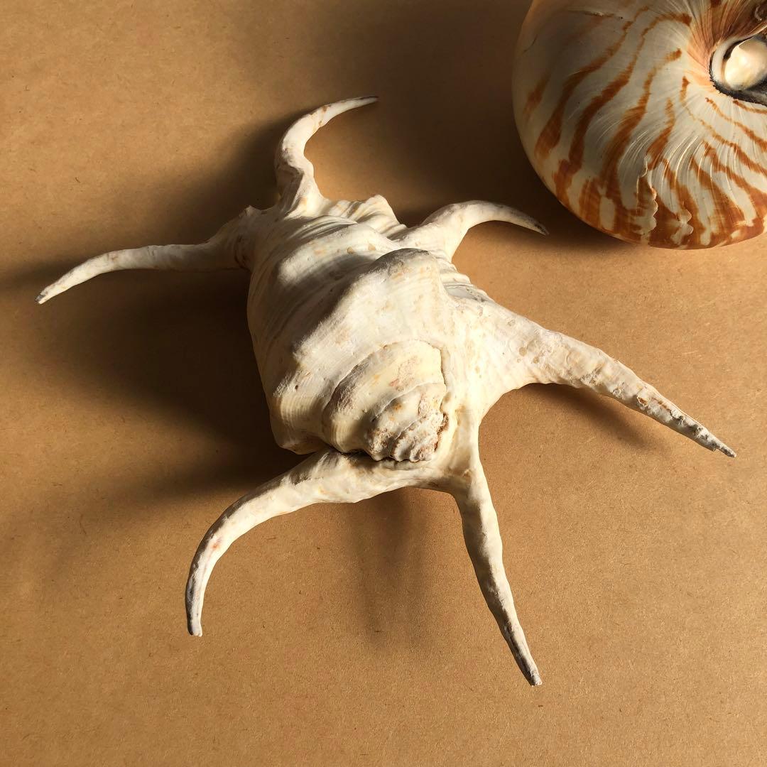 貝　貝殻　オウムガイ 16.5cm スイジガイ 23cm ／デッサン インテリア