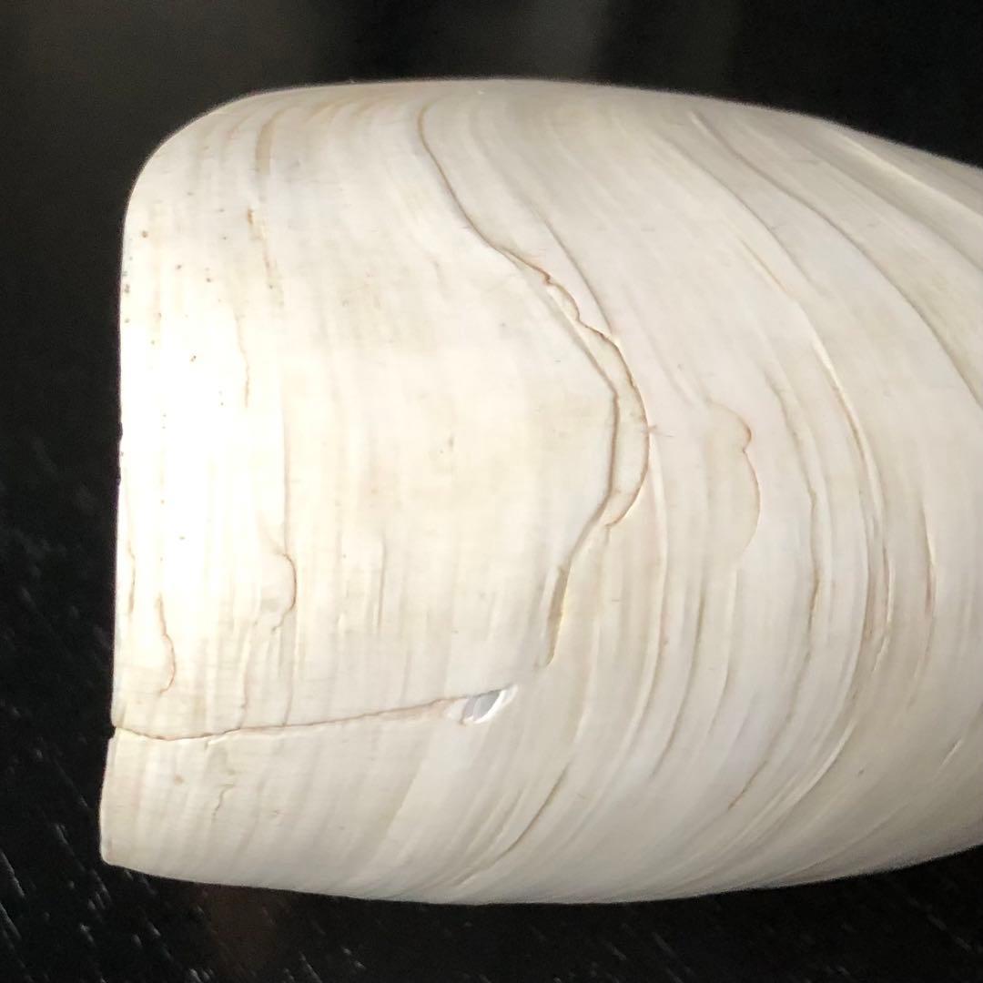 貝　貝殻　オウムガイ 16.5cm スイジガイ 23cm ／デッサン インテリア