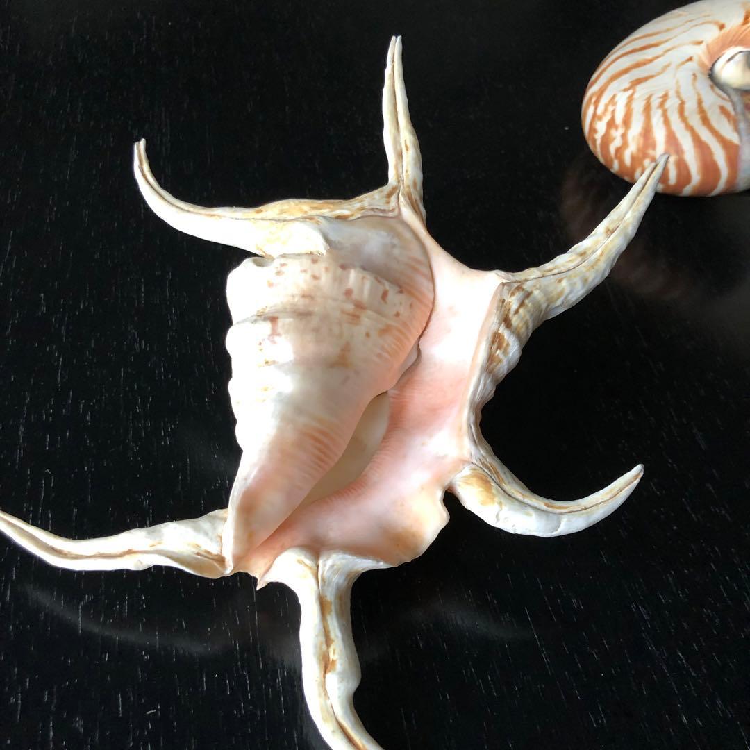 貝　貝殻　オウムガイ 16.5cm スイジガイ 23cm ／デッサン インテリア