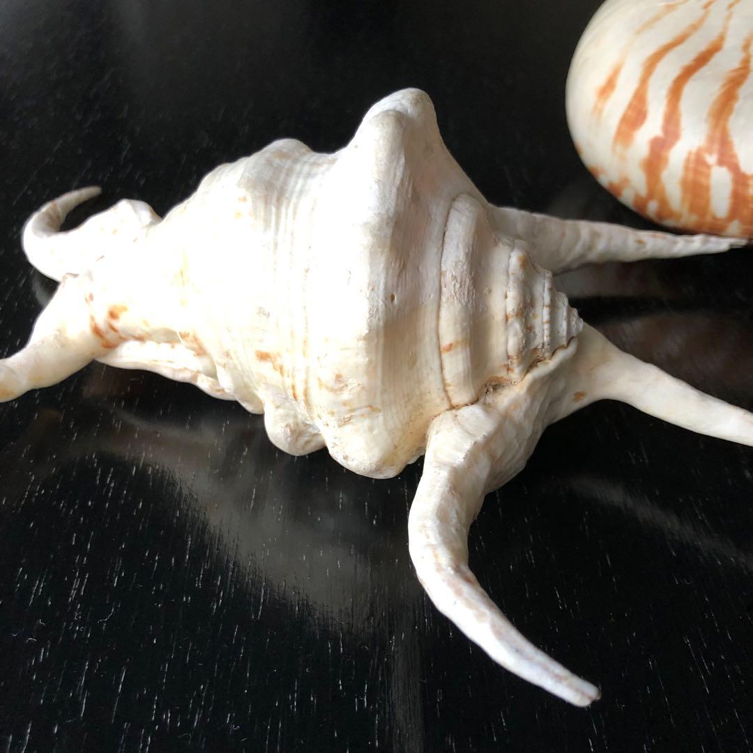 貝　貝殻　オウムガイ 16.5cm スイジガイ 23cm ／デッサン インテリア