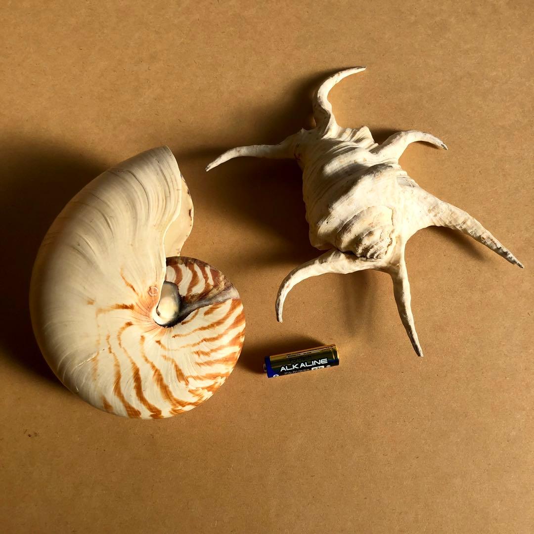 貝　貝殻　オウムガイ 16.5cm スイジガイ 23cm ／デッサン インテリア