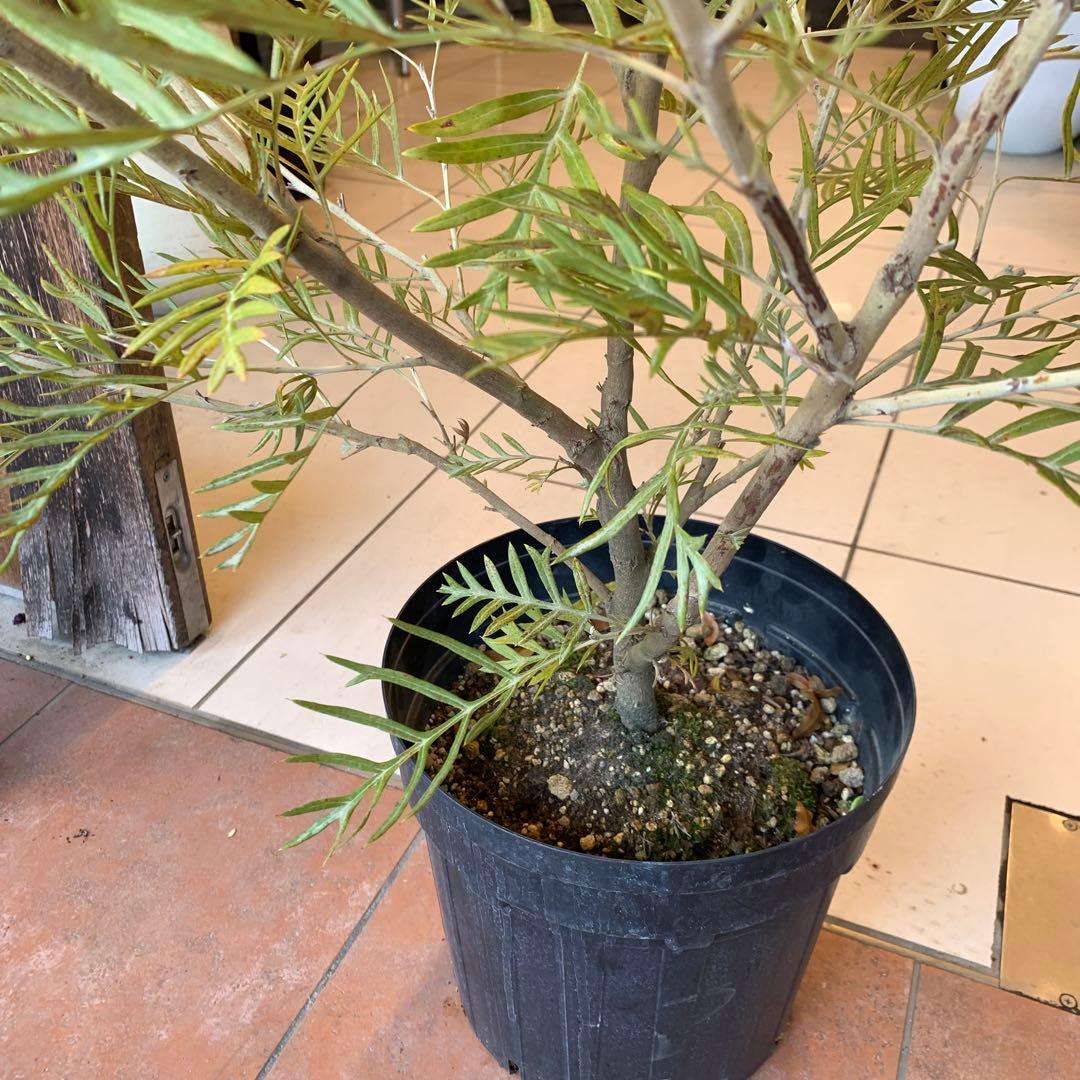 グレビレア ピーチアンドクリーム 大株 1 - メルカリ