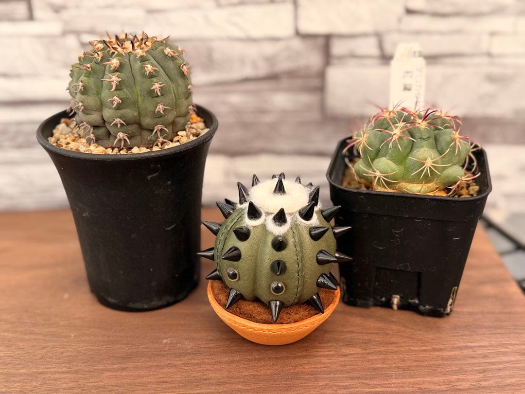 革製　サボテン　ぬいぐるみ