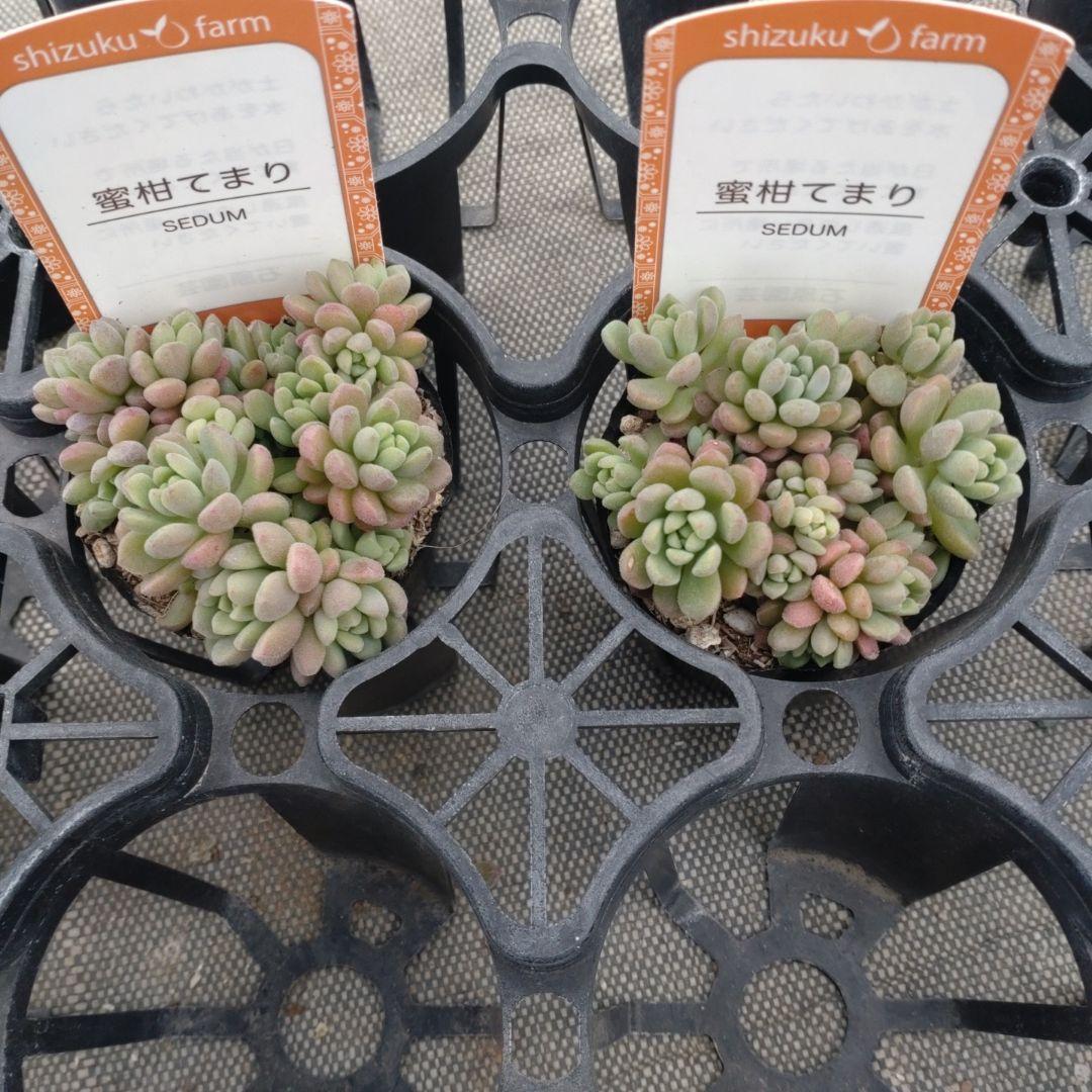 coconutpinoさん専用