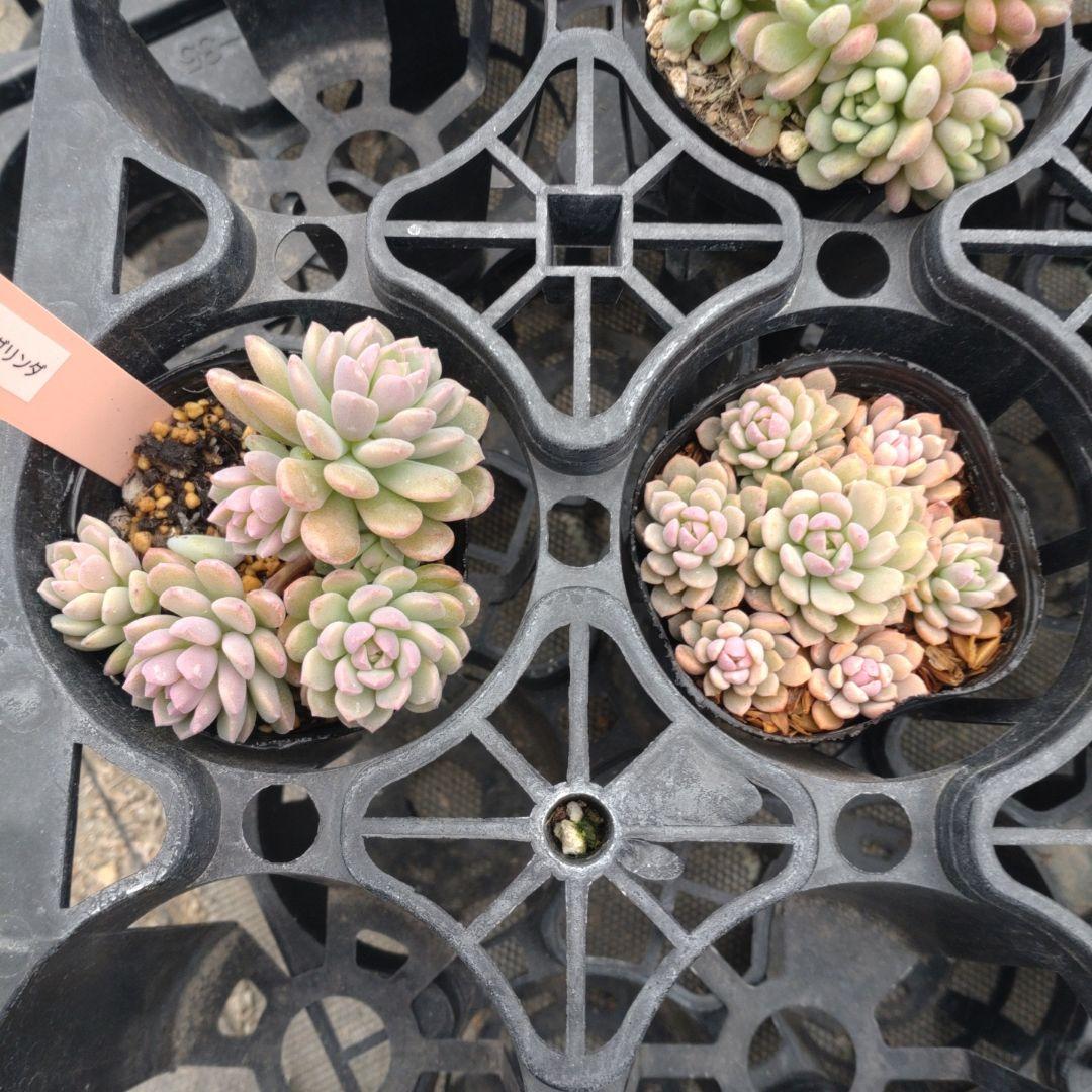 coconutpinoさん専用