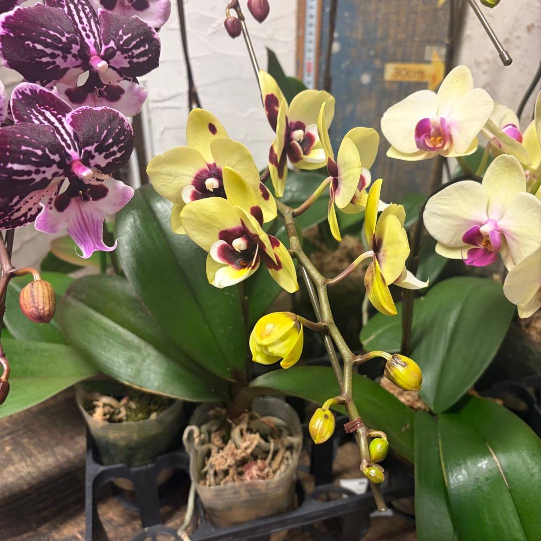 あ*み様 胡蝶蘭　8種8ポット ファレノプシス