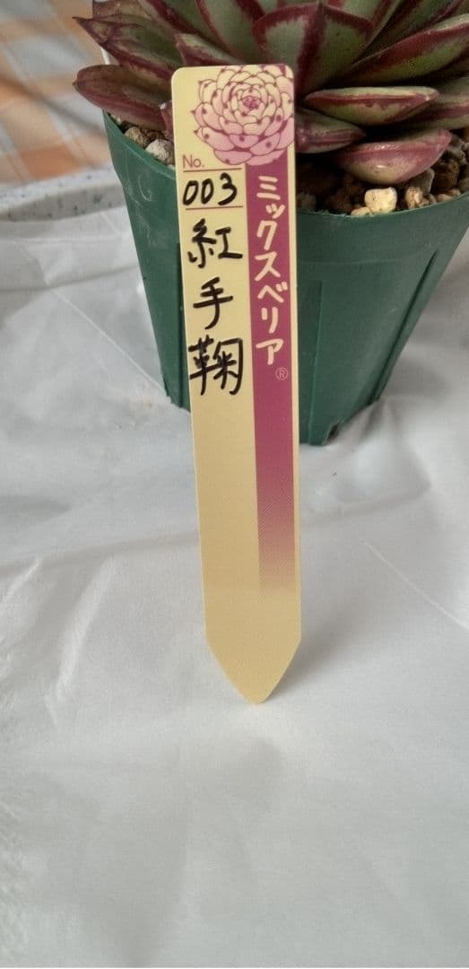 紅手鞠（札付き）ミックスベリア　おらいさん　多肉