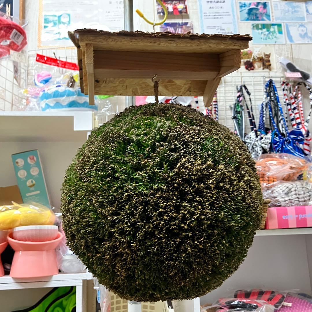 杉玉【屋根付き】②