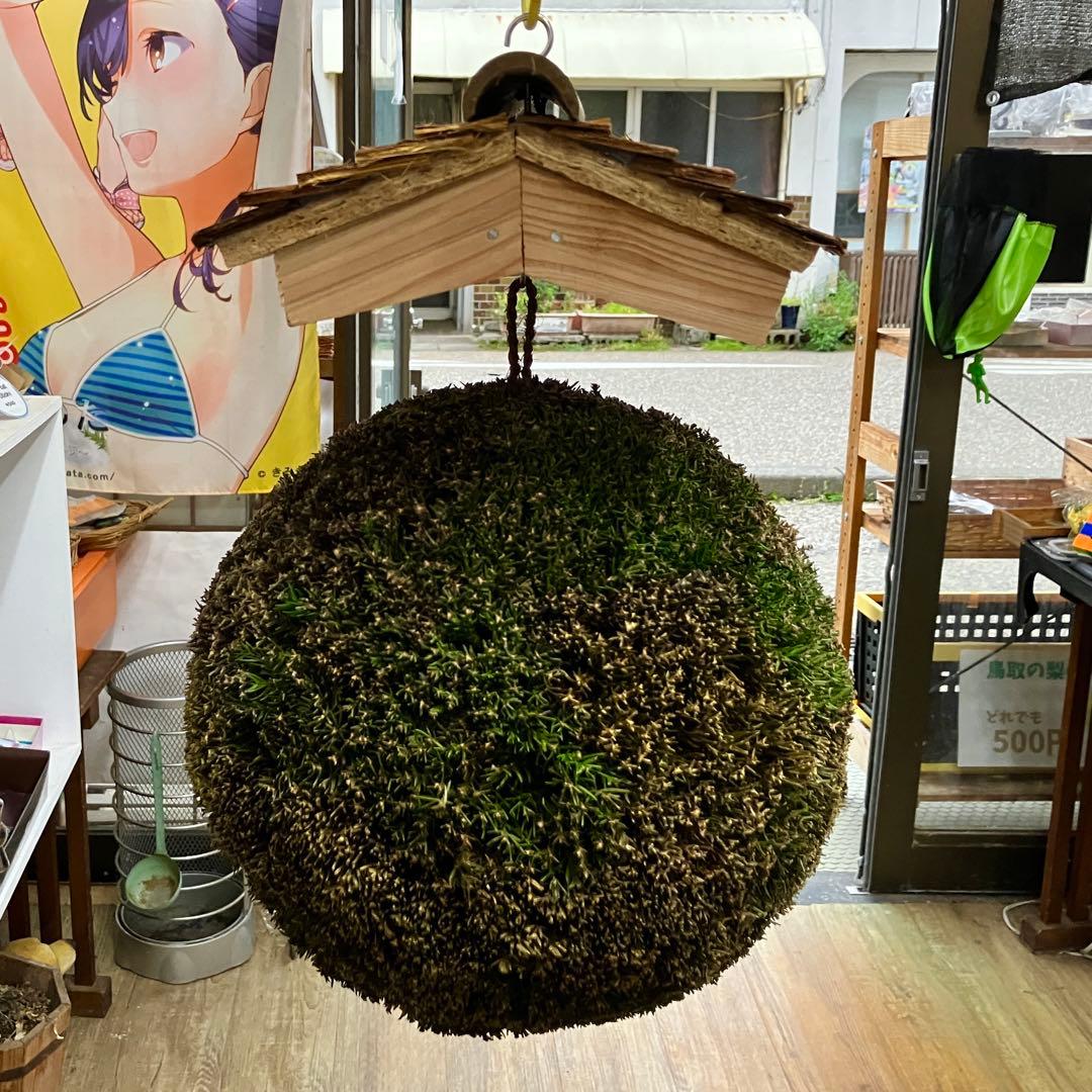 杉玉【屋根付き】②