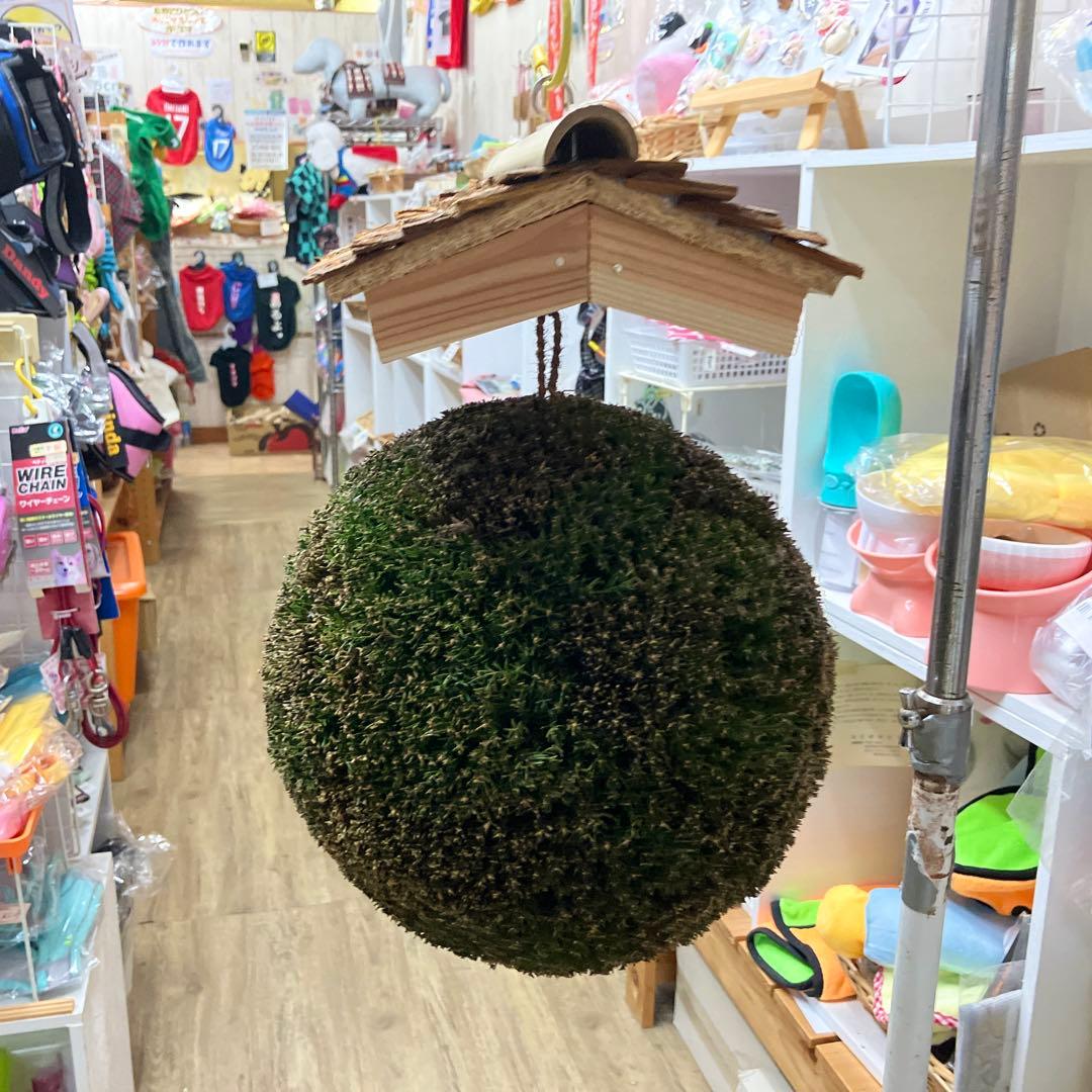 杉玉【屋根付き】②