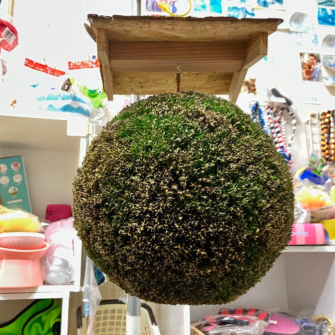 杉玉【屋根付き】②